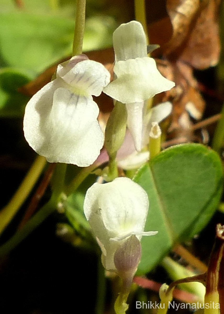 Utricularia graminifolia Vahl